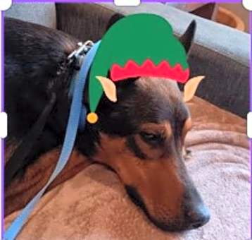 Photo of Jasper