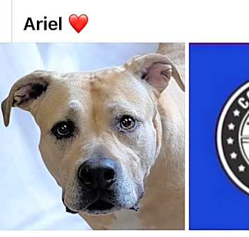 Photo of ARIEL