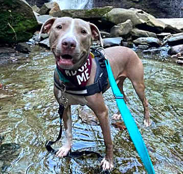 Photo of Theo III (in foster)