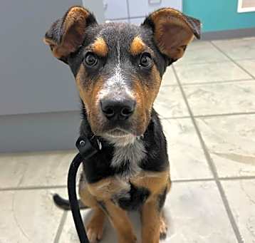 Photo of Rambo