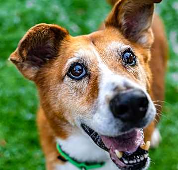 Photo of Nala
