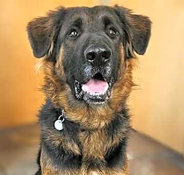 Photo of Tucker