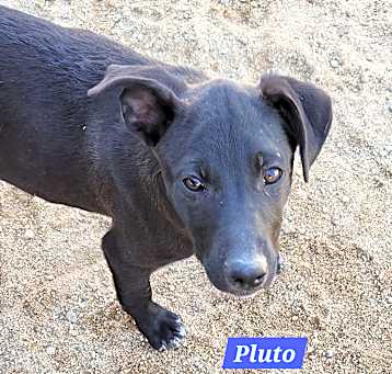 Photo of Pluto
