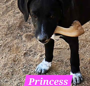 Photo of Princess