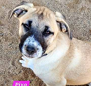 Photo of Pixa
