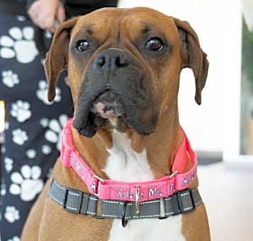 Photo of Riley