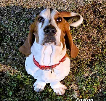 Photo of EASTON - ADOPTION PENDING!