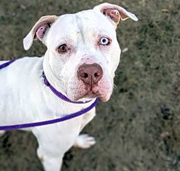 Photo of Roscoe