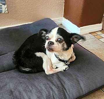 Photo of Scooter