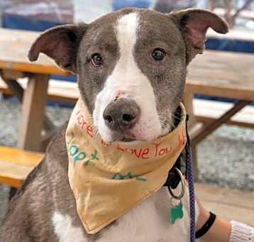 Photo of Apollo