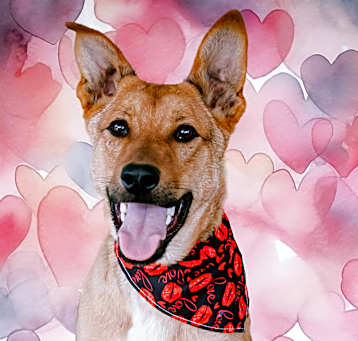 Photo of Lobo Xman