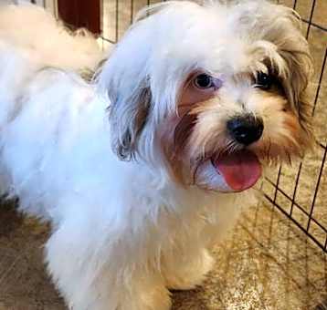 Photo of Gracie