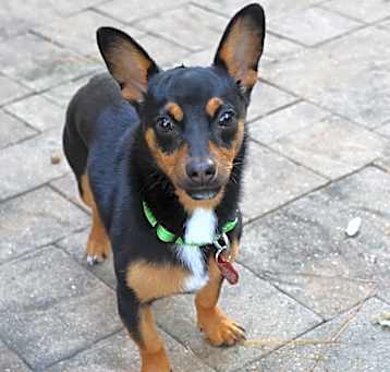 Photo of Dax