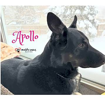 Photo of Apollo (Courtesy Post)