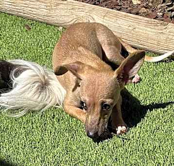 Photo of Dobby