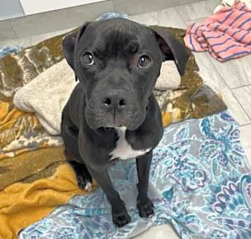 Photo of Enzo