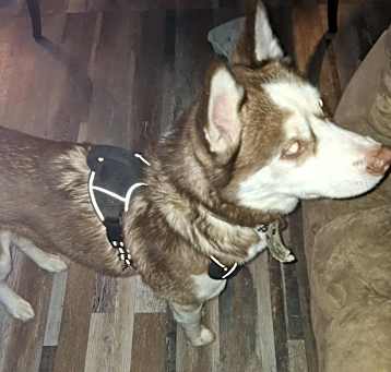 Photo of Koda