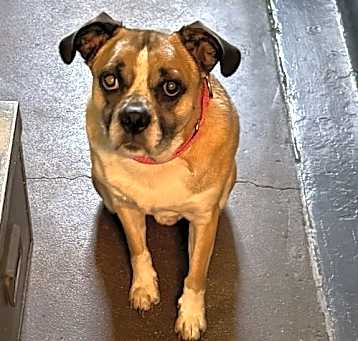 Photo of Cooper