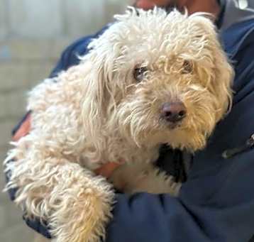 Photo of Lady