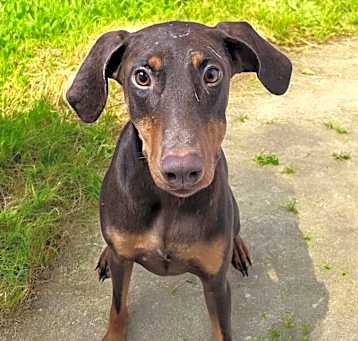 Photo of Beretta
