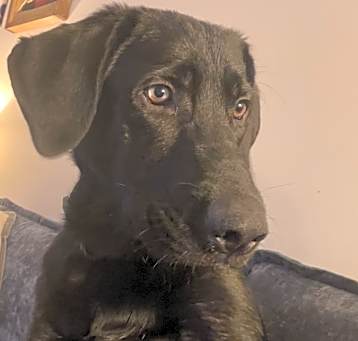 Photo of Bentley