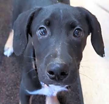 Photo of Opie