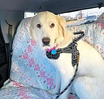 Photo of Sugar