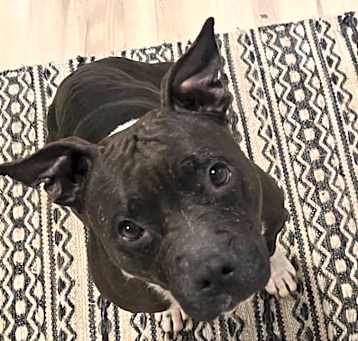 Photo of Cuda (mom)