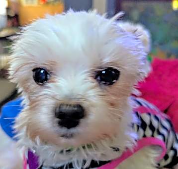 Photo of Blossom