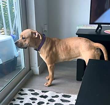 Photo of Cookie