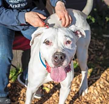 Photo of Hank- IN FOSTER
