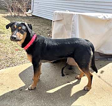 Photo of **BISCUIT**