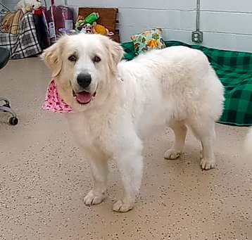 Photo of Sadie