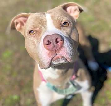 Photo of 2502-0377 Violet (Off Site Foster)