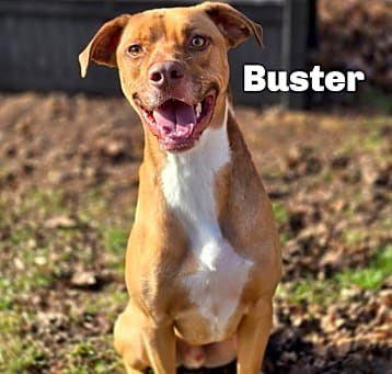 Photo of Buster 240414