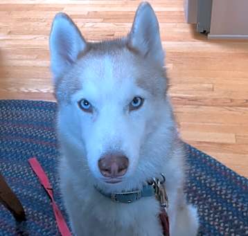 Photo of Tali