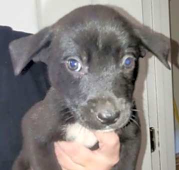 Photo of Kona