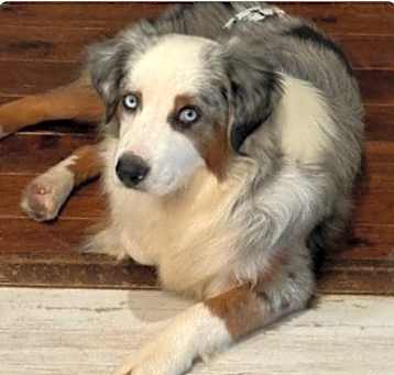 Photo of Apollo