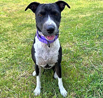 Photo of Cookie