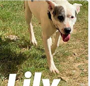 Photo of Lily