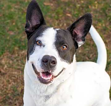 Photo of Malcolm - IN FOSTER