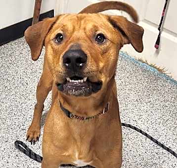 Photo of Chevy