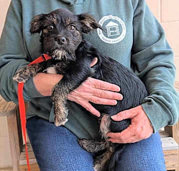 Photo of Stella