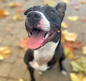 Photo of Tippy trace