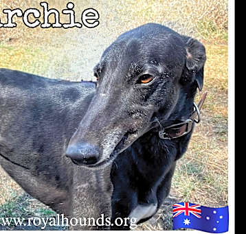 Photo of Archie