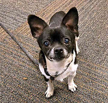 Photo of Domino
