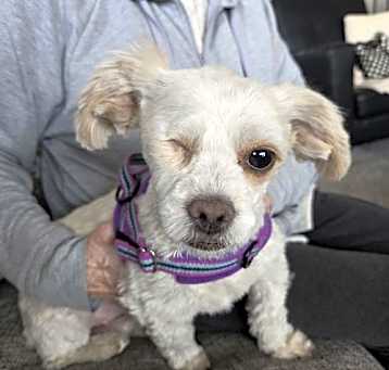 Photo of Patches