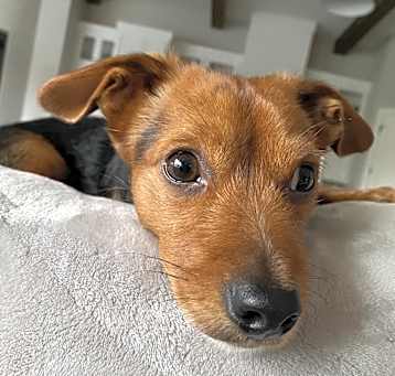 Photo of Chubbles