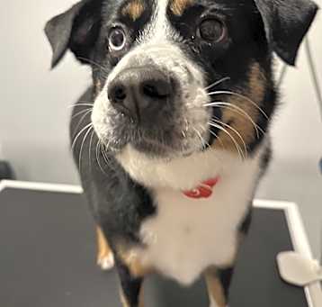 Photo of Cosmo