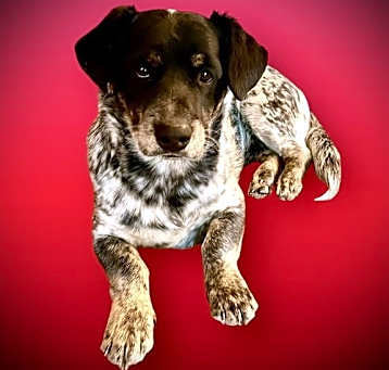 Photo of Dash